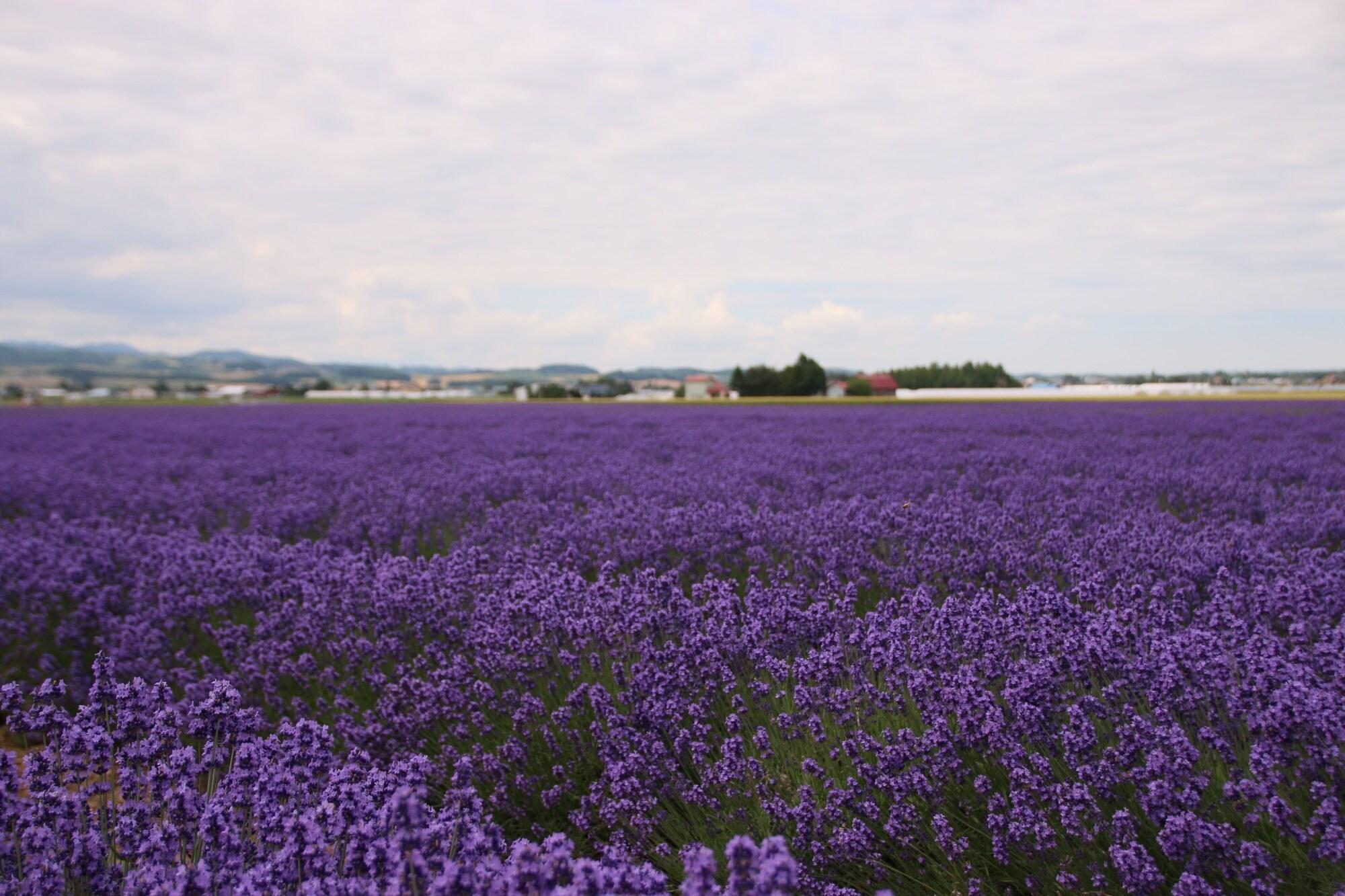 Furano Shiyuirin Otel Kamifurano Dış mekan fotoğraf